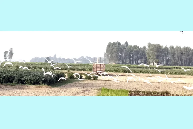 1764048945-0331f1beab22fb6d25616fda3a99b07b