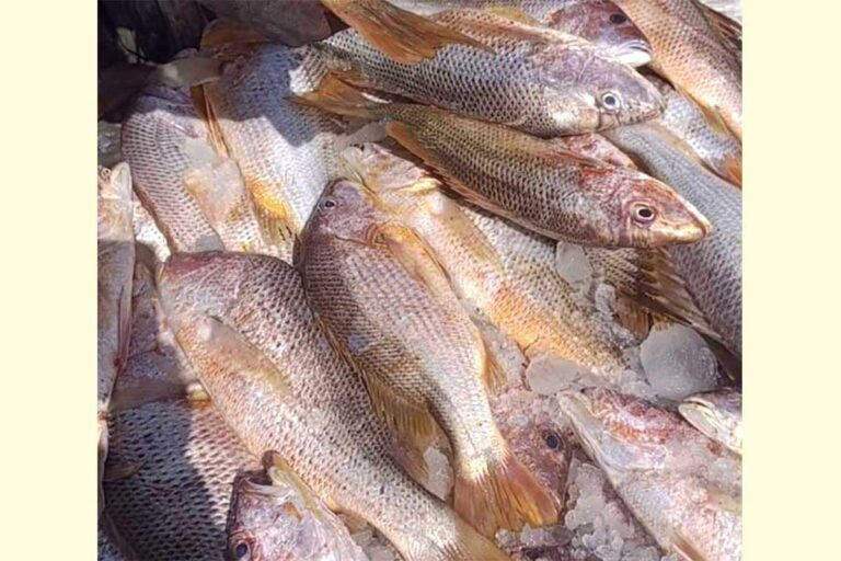 1767876155-2c0e6ed35611b89677fc5dac552bb5ec