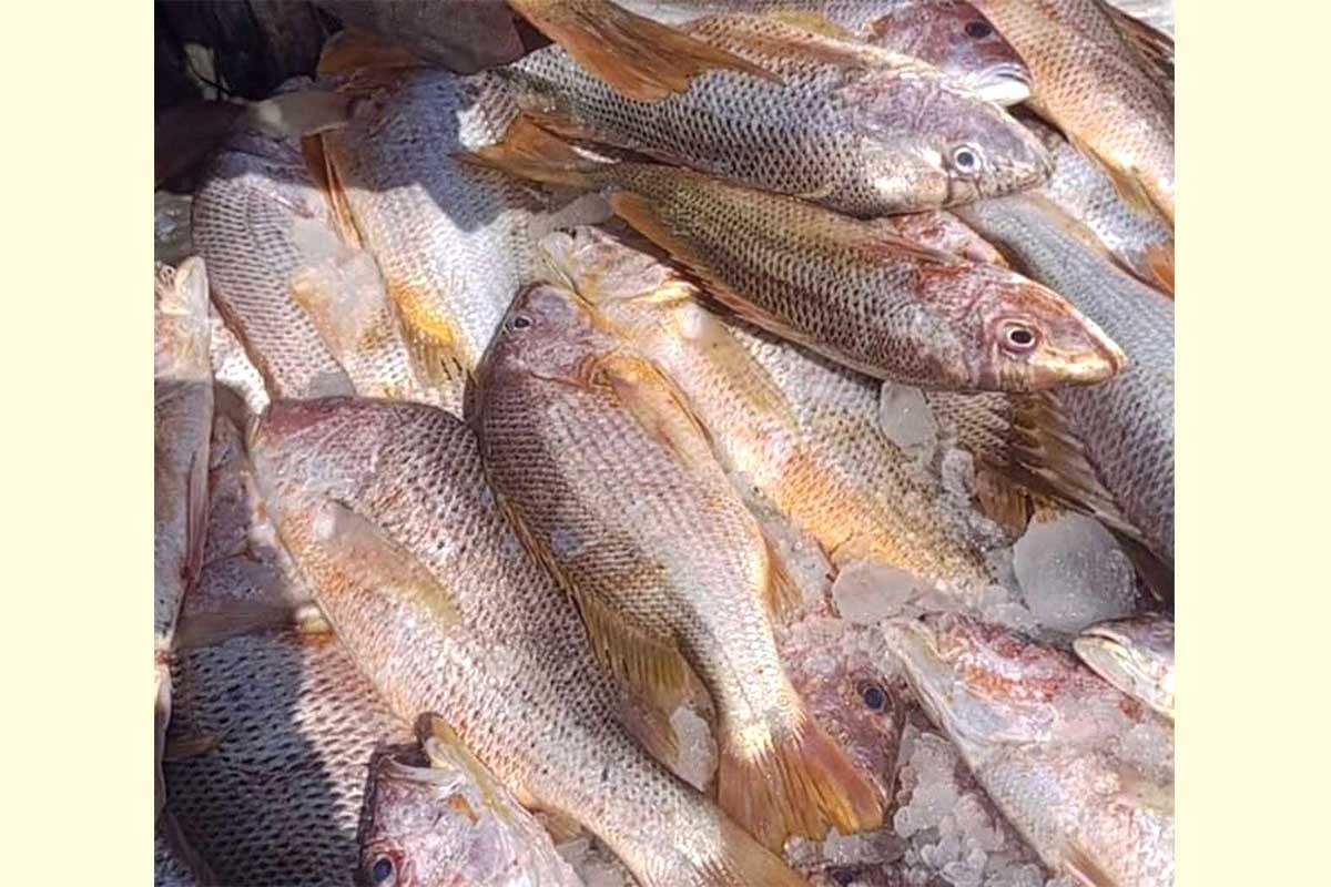 1767876155-2c0e6ed35611b89677fc5dac552bb5ec