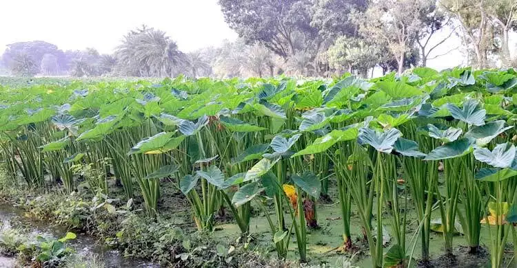 loti-cover-20251025122404