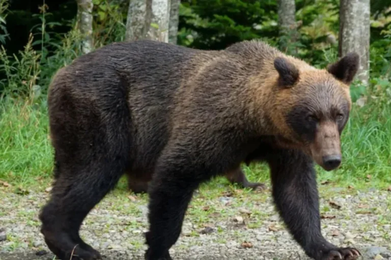 1762055943-d4c997f617335289c636cc42d08ab371