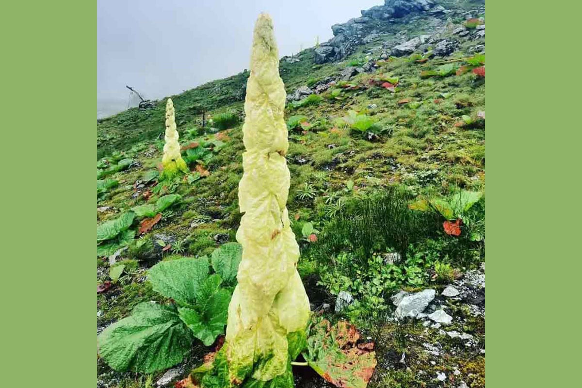 1766812053-acfff5daa401ca7728f60e1bc2cc048d